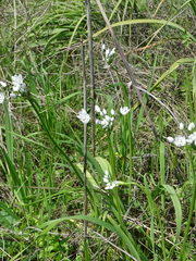Allium neapolitanum