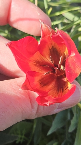 Tulipa orphanidea, photograph 2