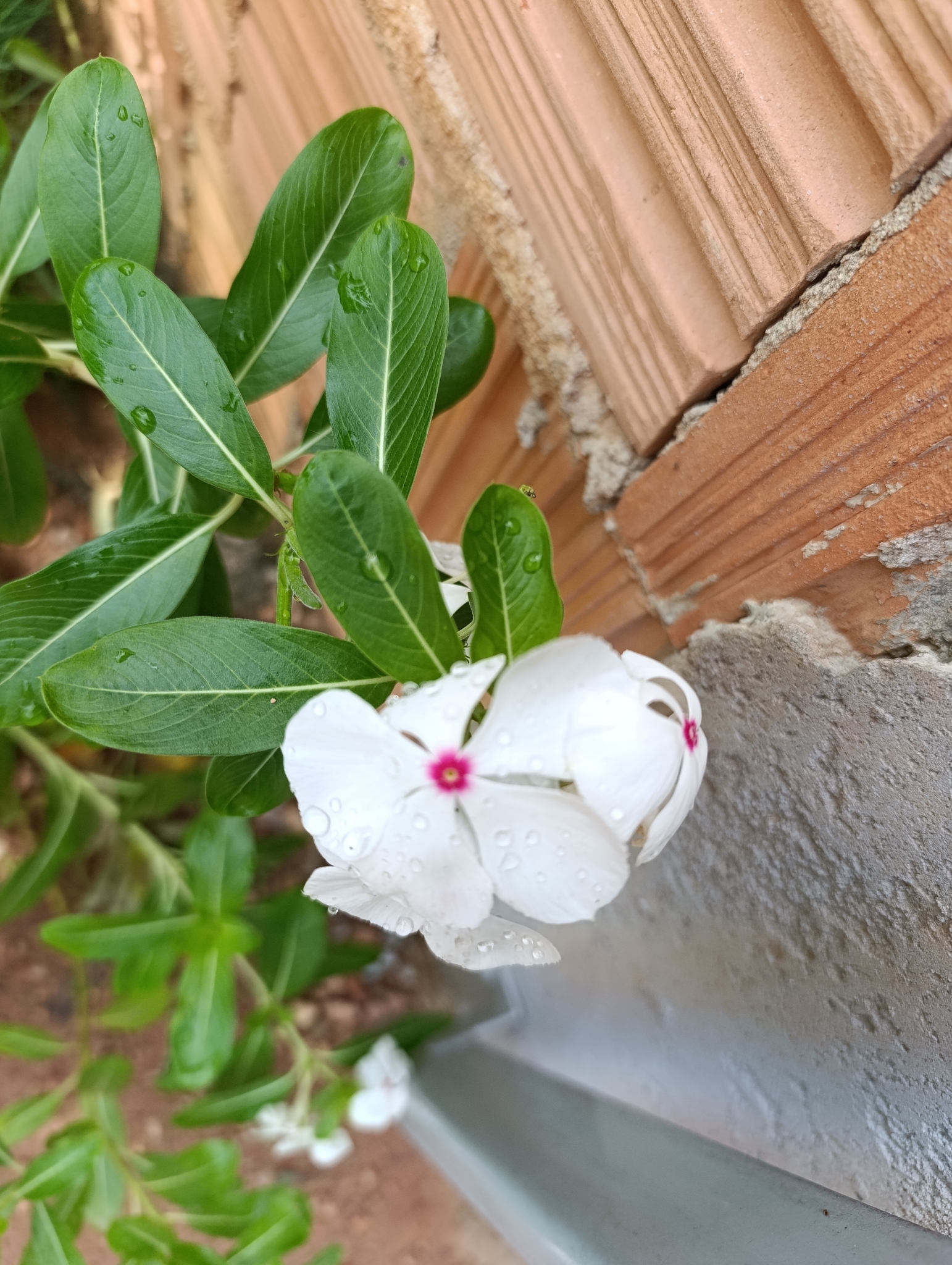 Catharanthus roseus