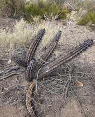Cereus aethiops, photograph (c) veonatura, some rights reserved (CC BY)
