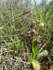 Ophrys umbilicata