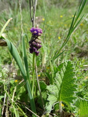 Muscari comosum