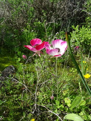 Ranunculus asiaticus