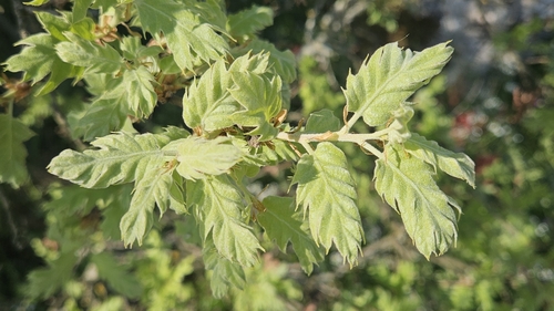 Quercus ithaburensis, photograph 5