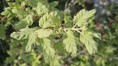 Quercus ithaburensis, photograph (c) Alessia Guggisberg, some rights reserved (CC BY-SA)