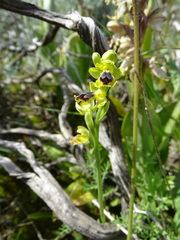 Ophrys lutea galilaea