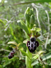 Ophrys kotschyi