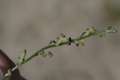 Pectocarya heterocarpa