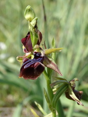Ophrys mammosa