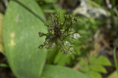 Allium ochotense