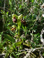 Ophrys umbilicata flavomarginata