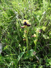 Ophrys fusca iricolor