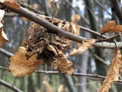 Andricus multiplicatus