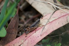 Phaulacridium vittatum