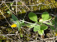 Anthyllis circinnata