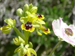 Ophrys lutea galilaea