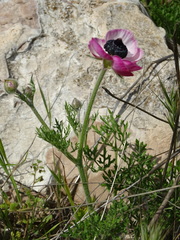 Ranunculus asiaticus