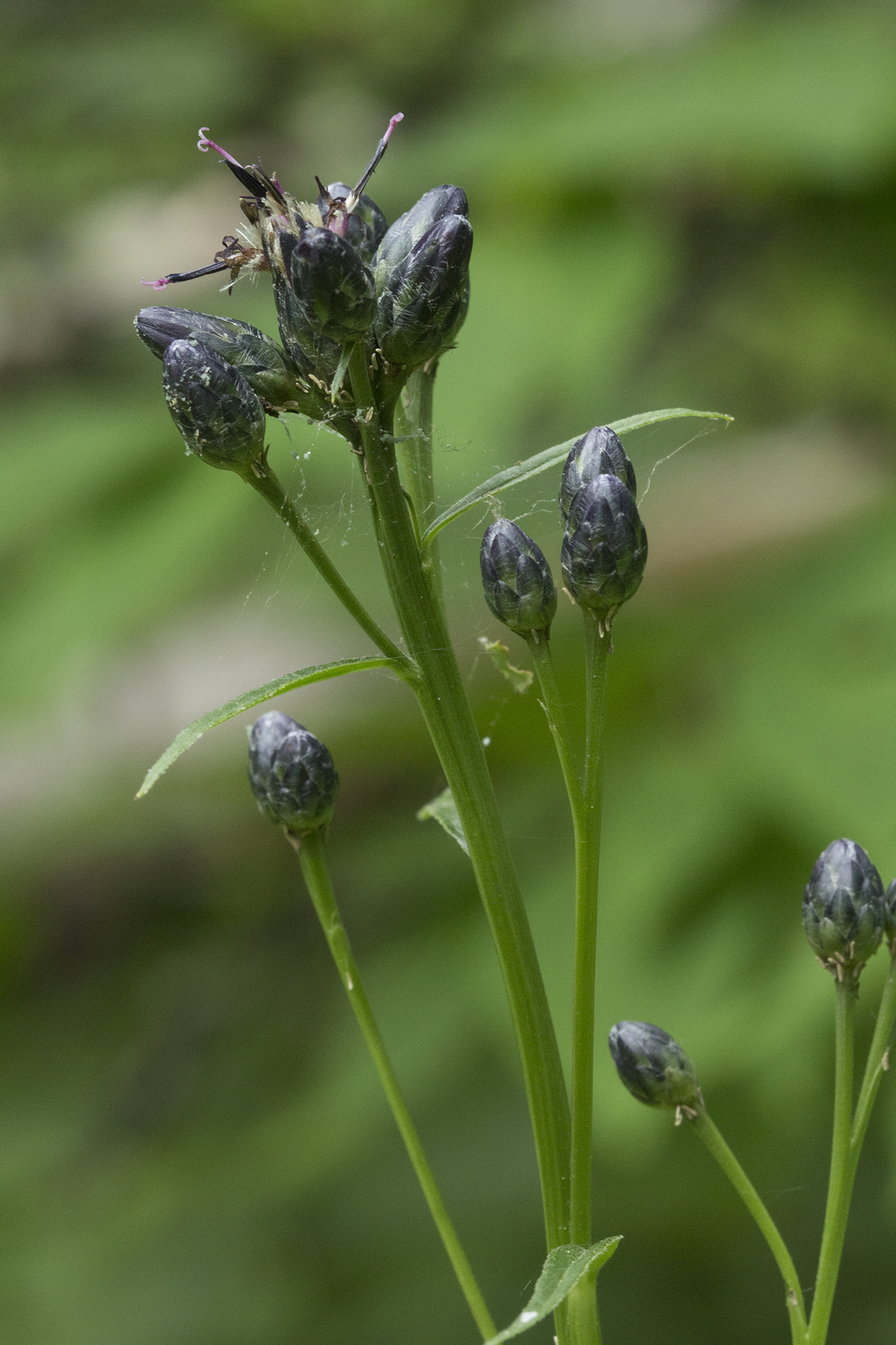 Saussurea triangulata