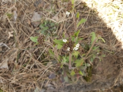 Arabidopsis arenosa arenosa