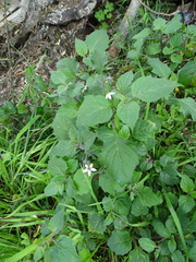 Solanum villosum
