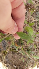 Arabidopsis arenosa arenosa