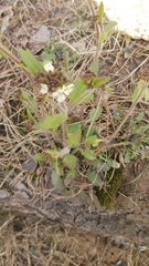 Arabidopsis arenosa arenosa