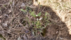 Arabidopsis arenosa arenosa