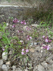 Silene aegyptiaca