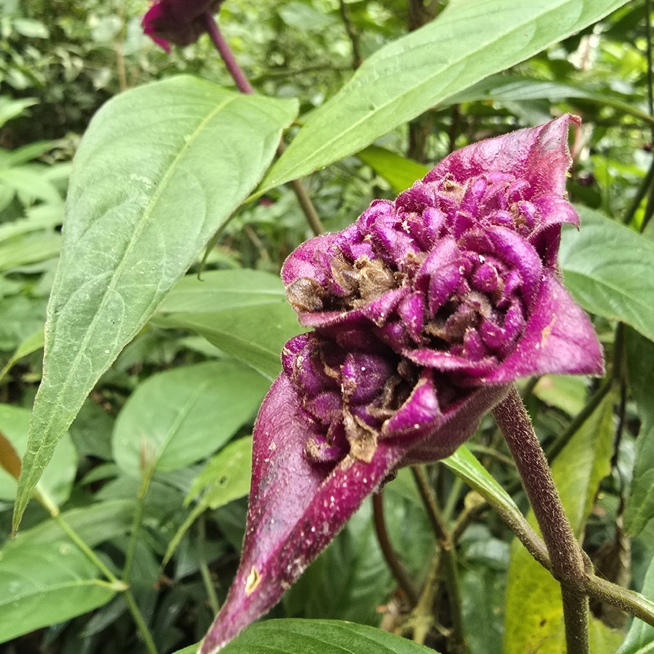 Palicourea bracteocardia