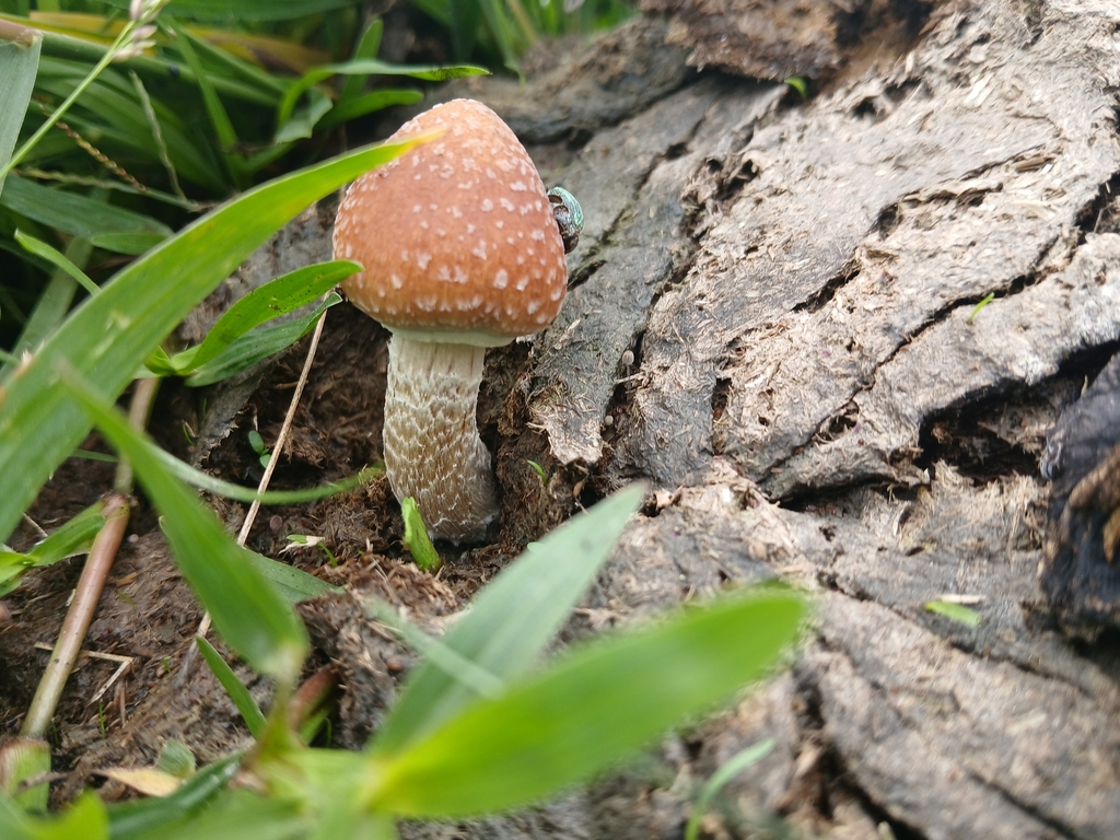 Psilocybe cubensis · April 2026 · photo: © adriana_machado (iNaturalist, cc-by)