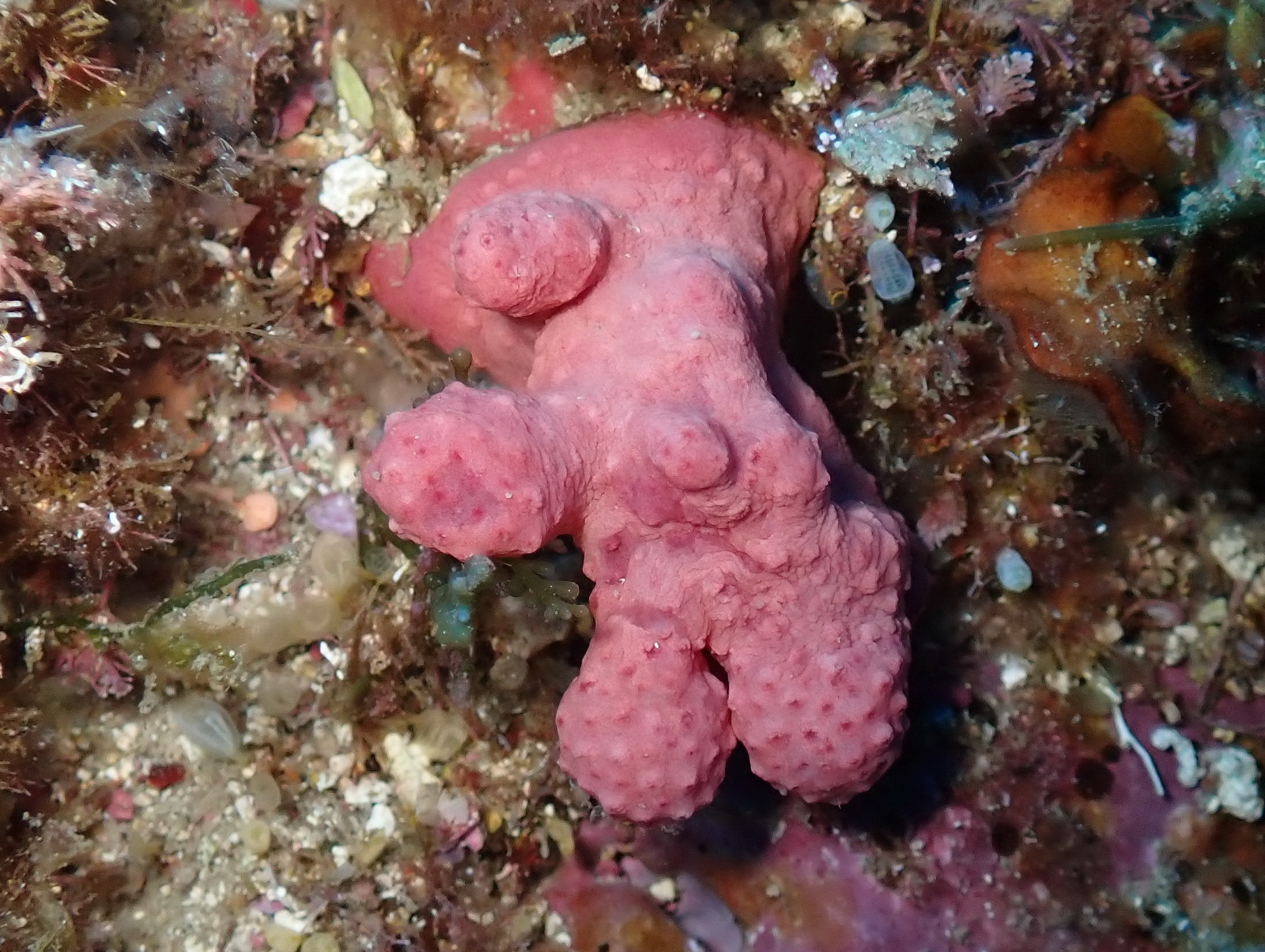 Alcyonium acaule Marion, 1878