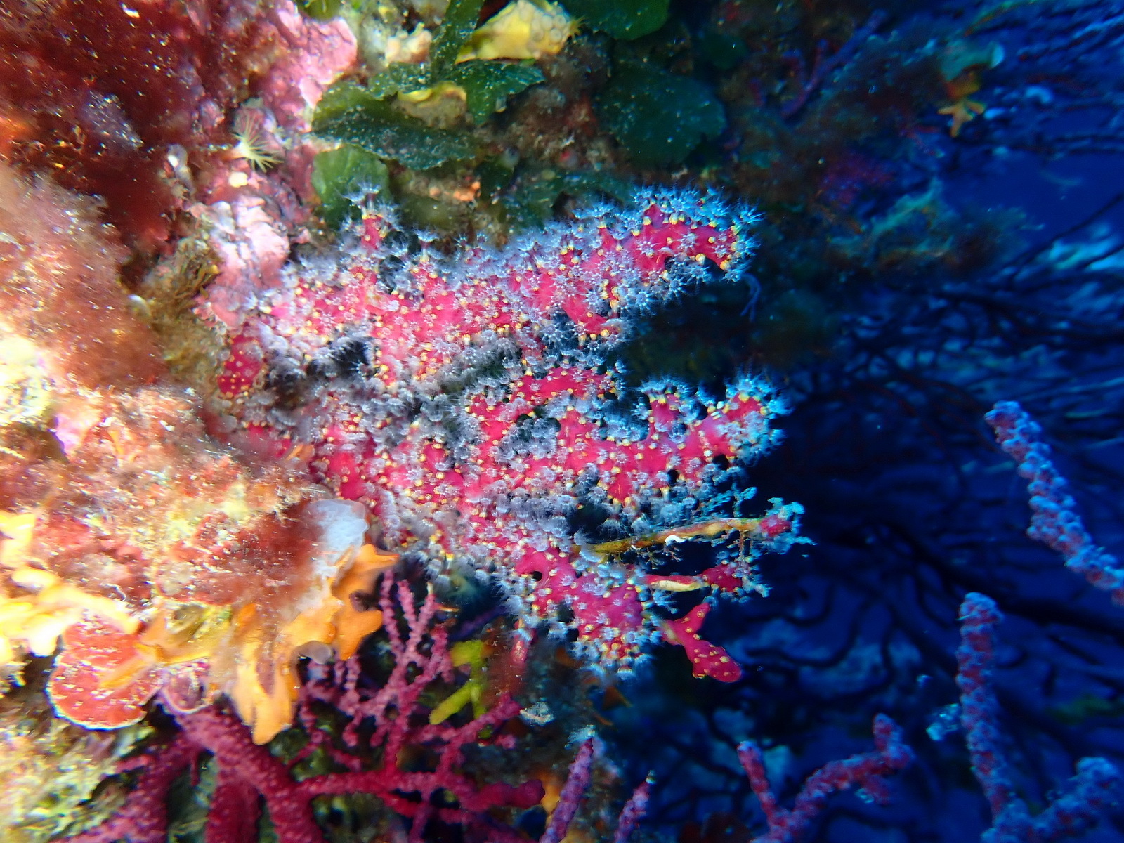 Alcyonium coralloides (Pallas, 1766)