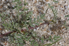 Astragalus didymocarpus