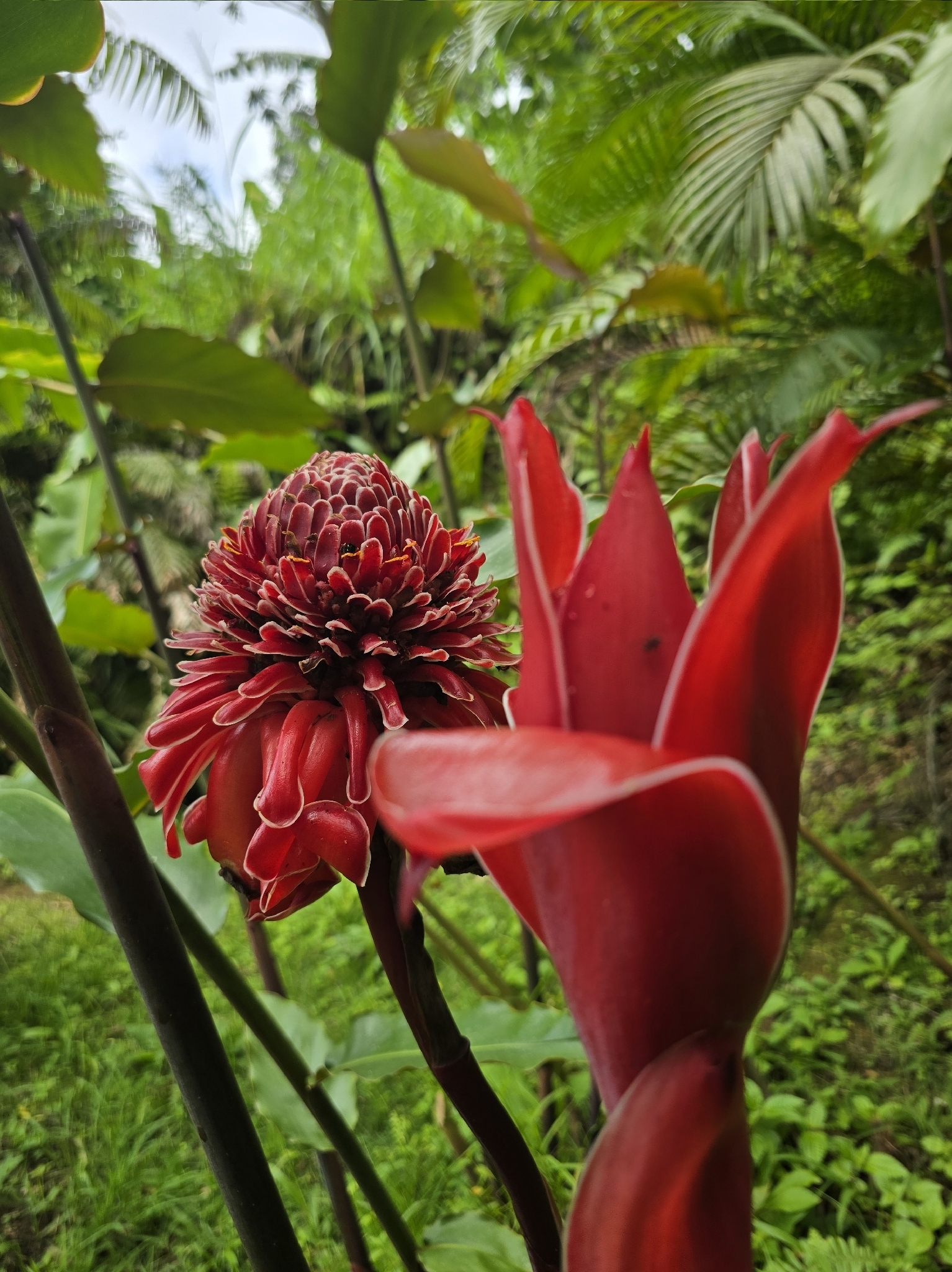 Etlingera elatior