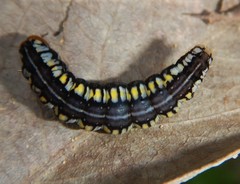 Rusicada combinans