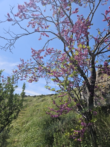 Cercis siliquastrum