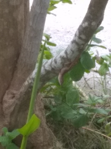 Brown Anole