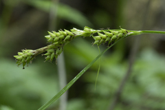 Carex augustinowiczii