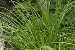 Carex augustinowiczii