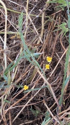 iNaturalist observation photo of Sunflowers, Bellflowers, Fanflowers, and Allies