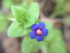 Anagallis
