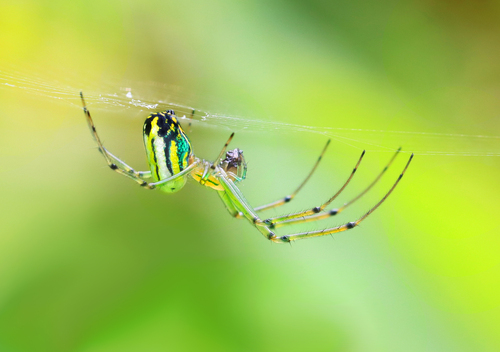 Araña tejedora de huerta