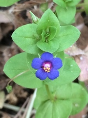 Anagallis