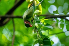 Psittacula longicauda