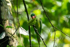 Psittacula longicauda