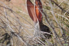 Lepus alleni
