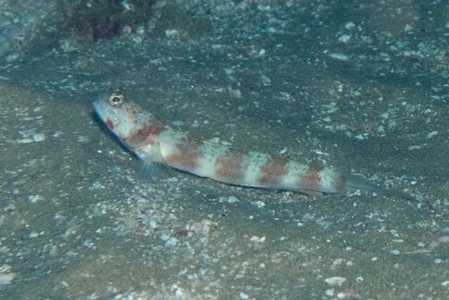 Broad-banded Shrimp-goby
