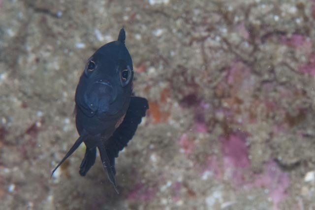 Dark Dottyback