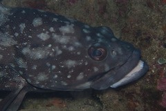 Epinephelus coeruleopunctatus
