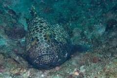 Epinephelus macrospilos